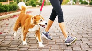 walking-dog